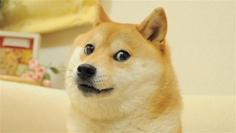 Kabosu, the iconic meme dog you’ve seen countless times on the internet ...
