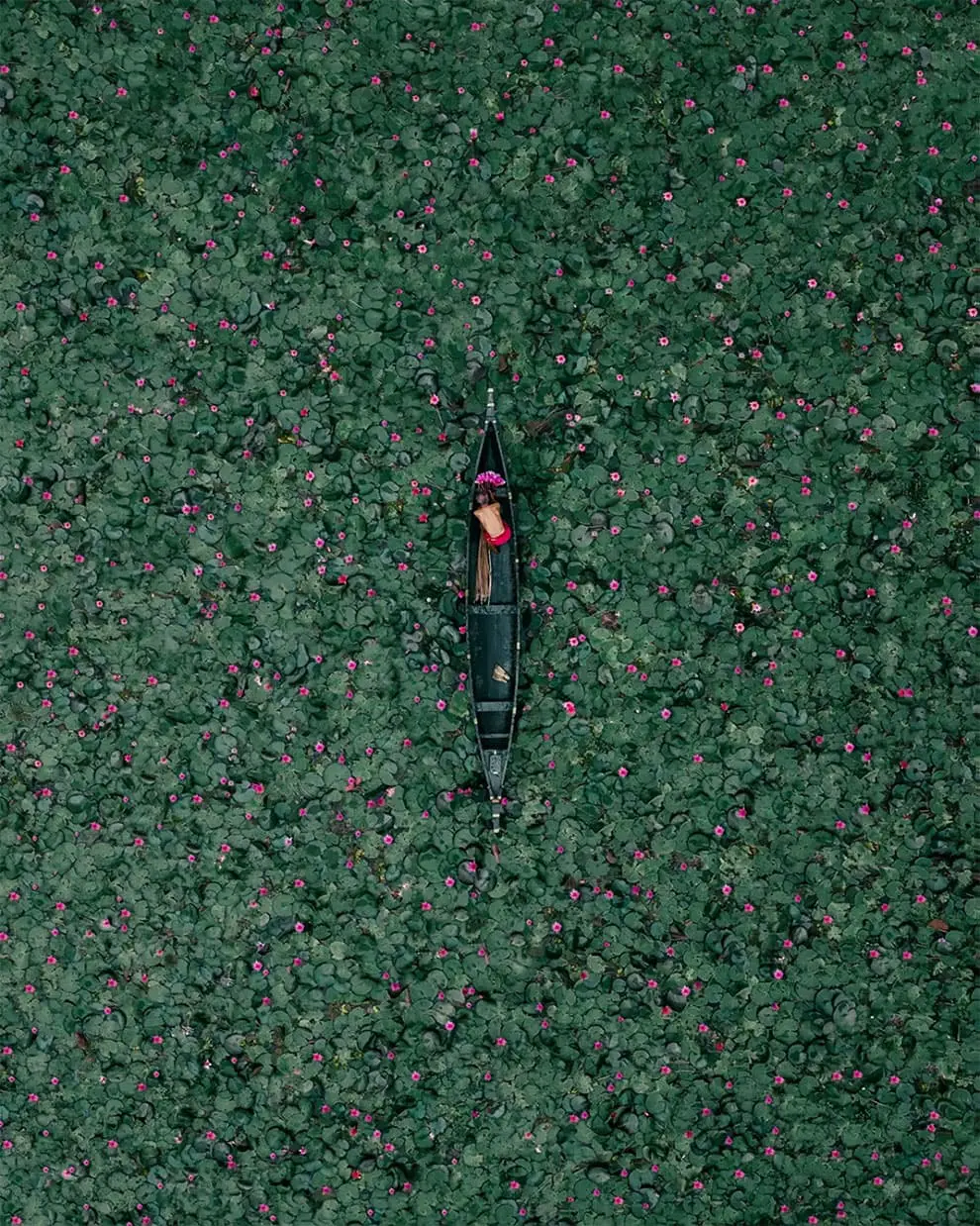 Lilies Seen by Drone 1