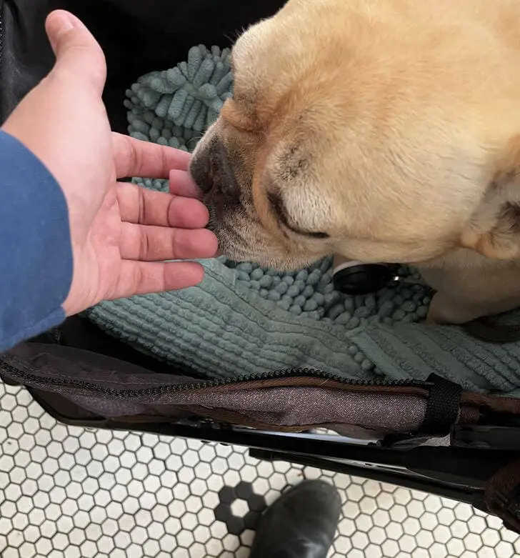 Optical Illusion Dog Fingers