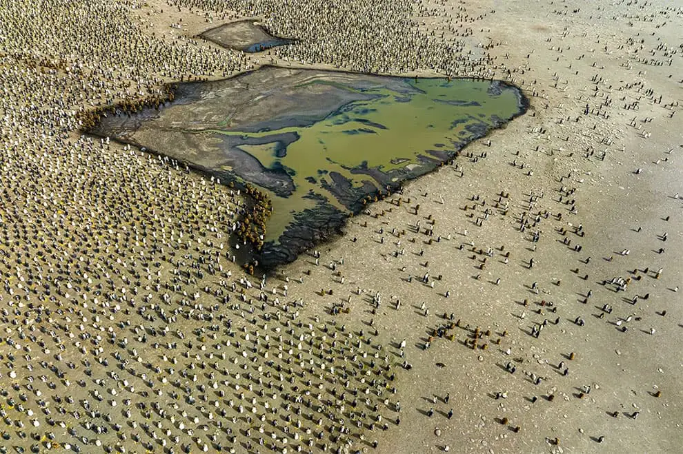 Penguins in freshwater lagoon