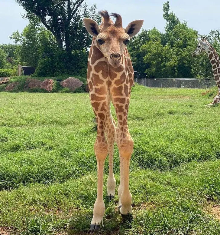 Rare baby giraffe