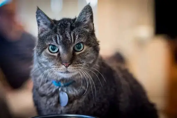 Striped Cat With Collar