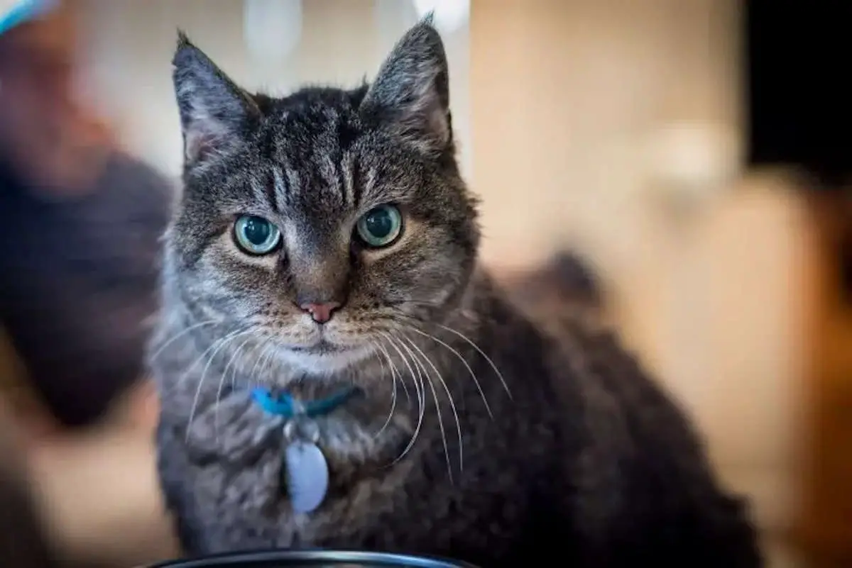Striped Cat With Collar