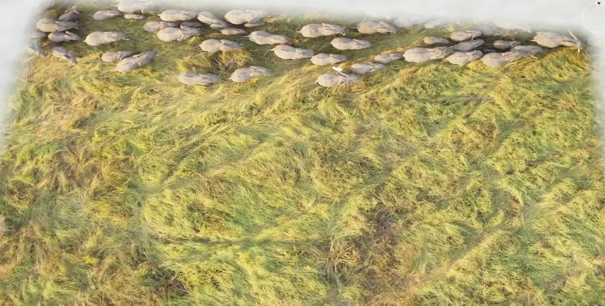 herd-of-elephants-on-google-earth