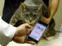 The App Was Developed With The Goal Of Letting Owners Know Exactly When Their Cats Are In Pain
