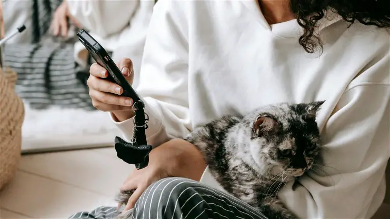 This App Uses Artificial Intelligence To Detect Pain In Cats: It Is A Success In Japan