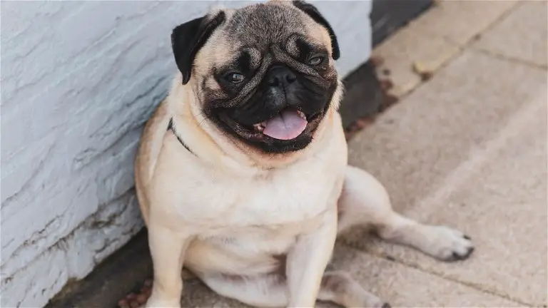 You will soon be able to know what your dogs barking means thanks to new technology