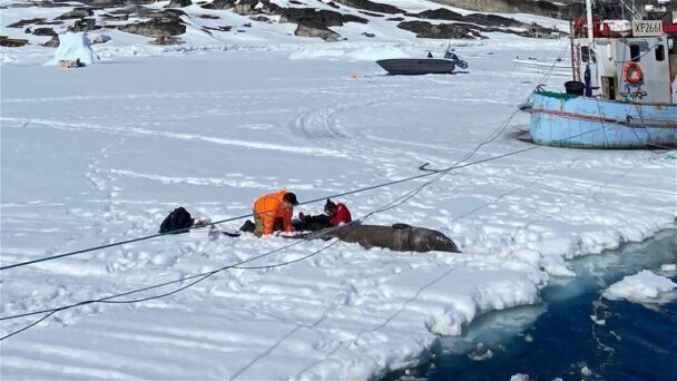 This 500 Year Old Shark